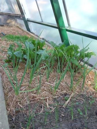 vegies 14,10,2008 004.JPG