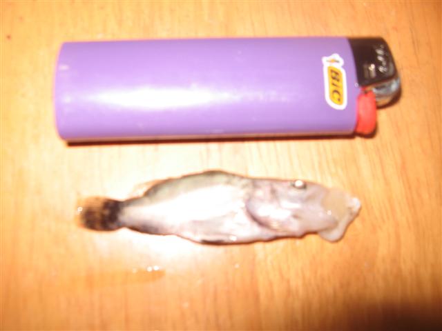 poor baby,  choked on 'roo (Small).jpg