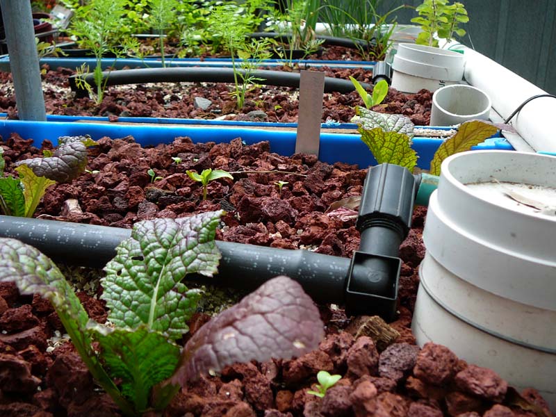 Greens-red-19_10 002 copy.jpg