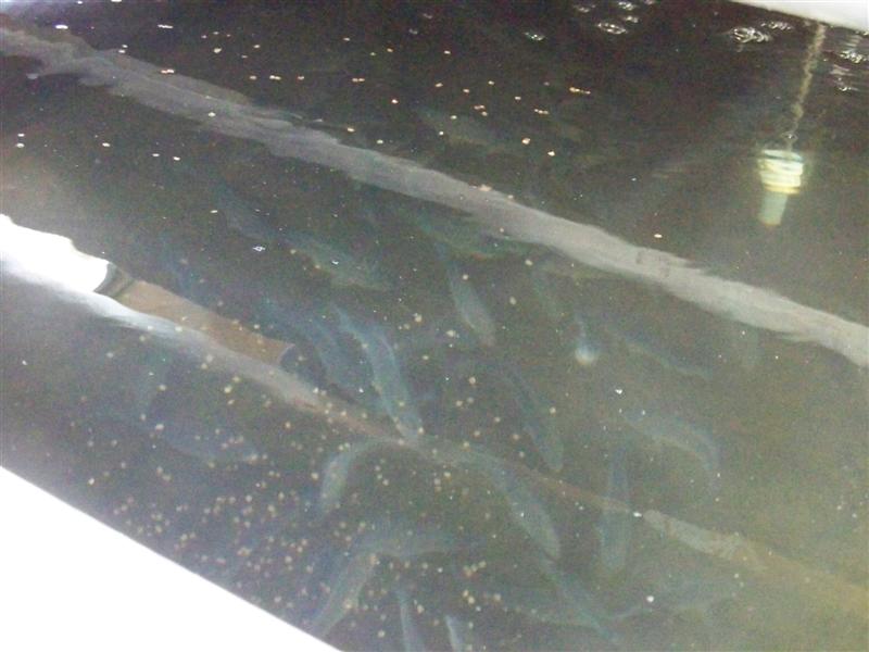 100_1455 (Medium).JPG