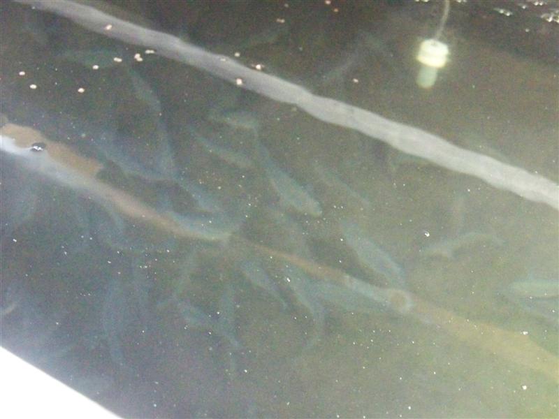 100_1456 (Medium).JPG