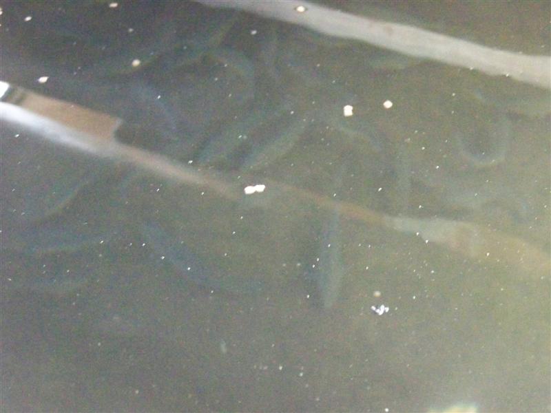 100_1457 (Medium).JPG