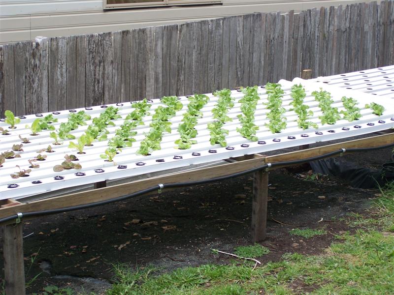 100_1466 (Medium).JPG