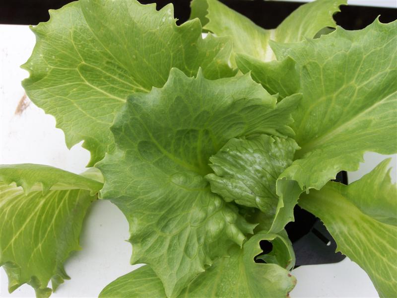 100_1470 (Medium).JPG