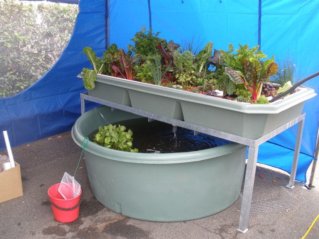 The fish have arrived safe and sound.jpg