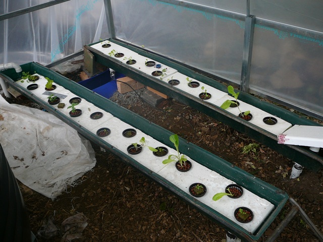 plant growth 009.jpg