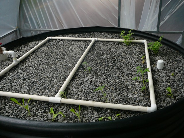 plant growth 008.jpg