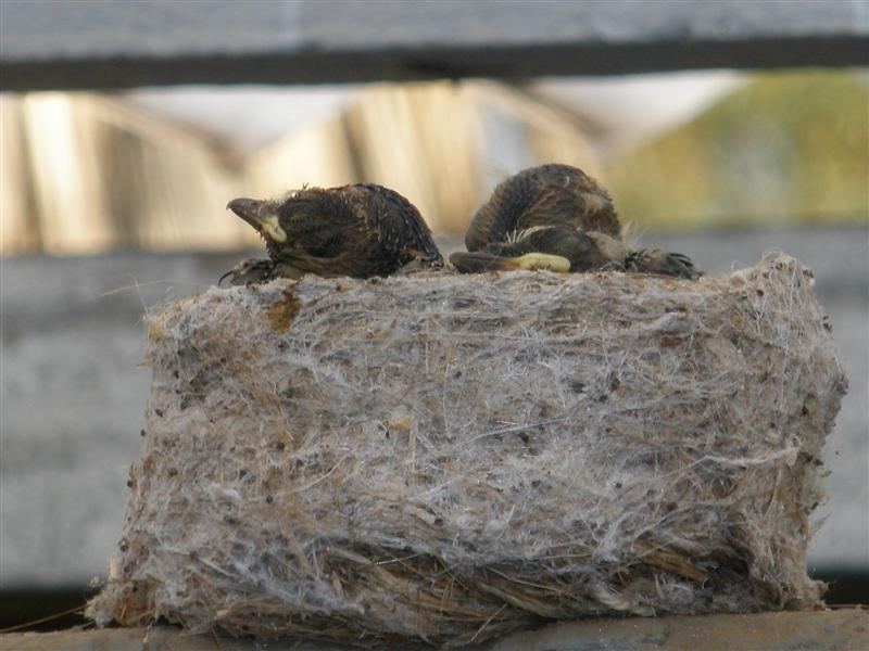 Baby wagtails.JPG