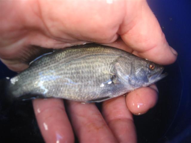 the fish 002 (Small).jpg