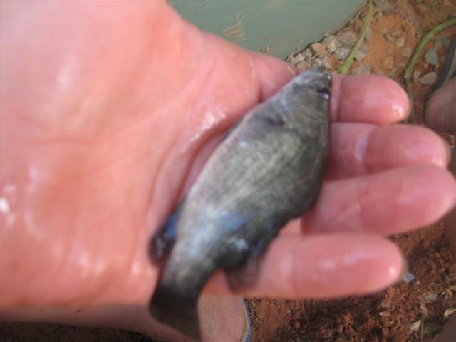 the fish (Small).jpg