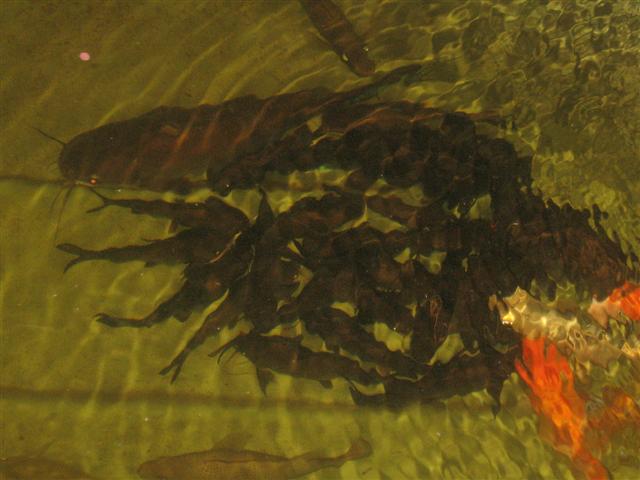 the fish 004 (Small).jpg