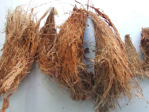 coir.jpg