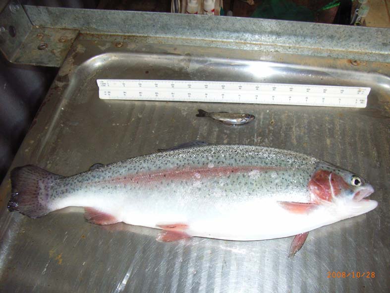 Aquaponic Trout.jpg