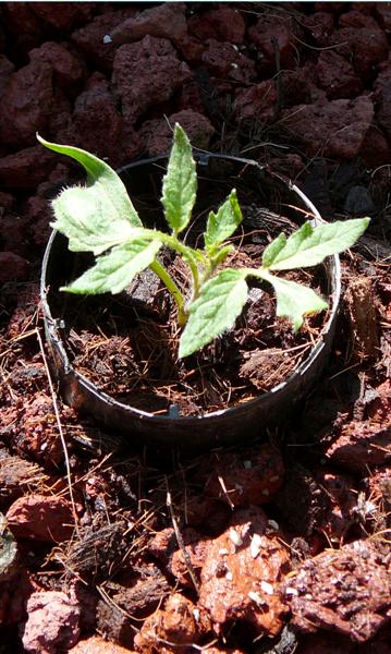 Silvers 003 copy (Medium).jpg