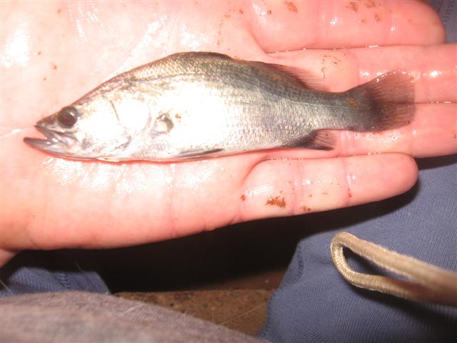 fish and food 001 (Small).jpg