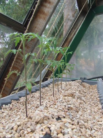 aquaponics 30-10-08 001.JPG