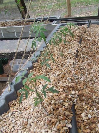 aquaponics 30-10-08 004.JPG