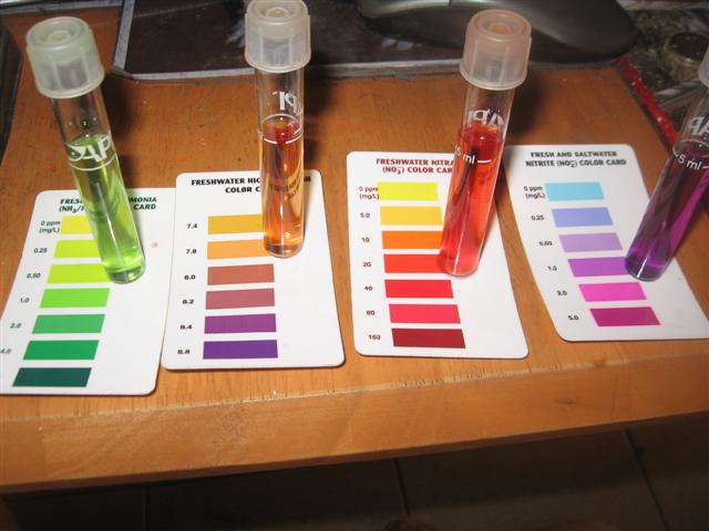 fish and food (Small).jpg