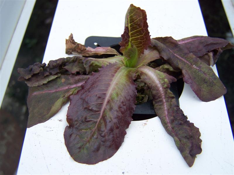 100_1508 (Medium).JPG