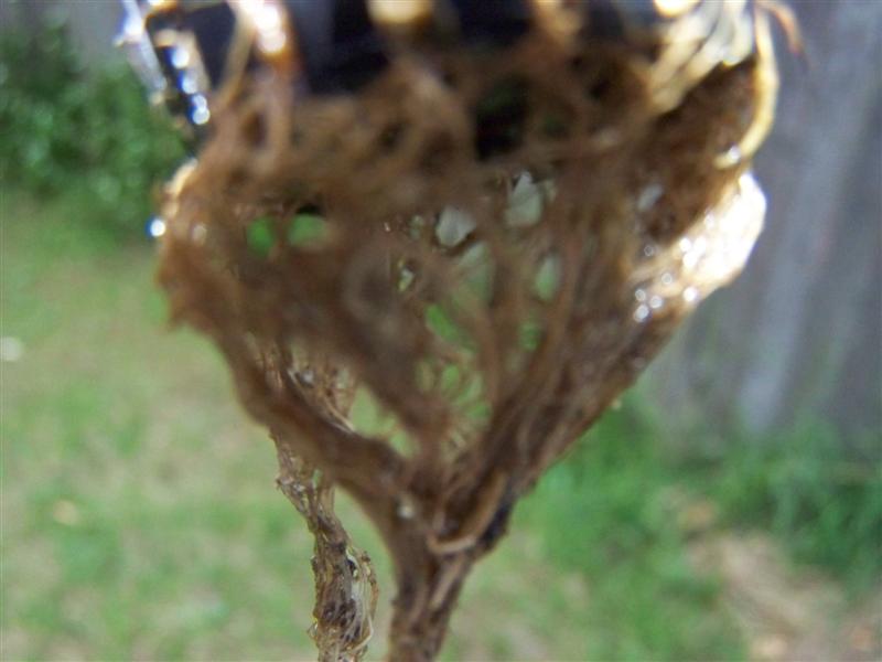 100_1510 (Medium).JPG