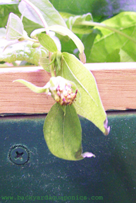 old_flower_198 copy.jpg