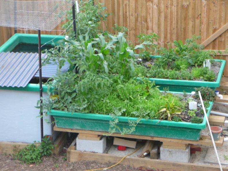 cropped fish tank and growbeds.JPG