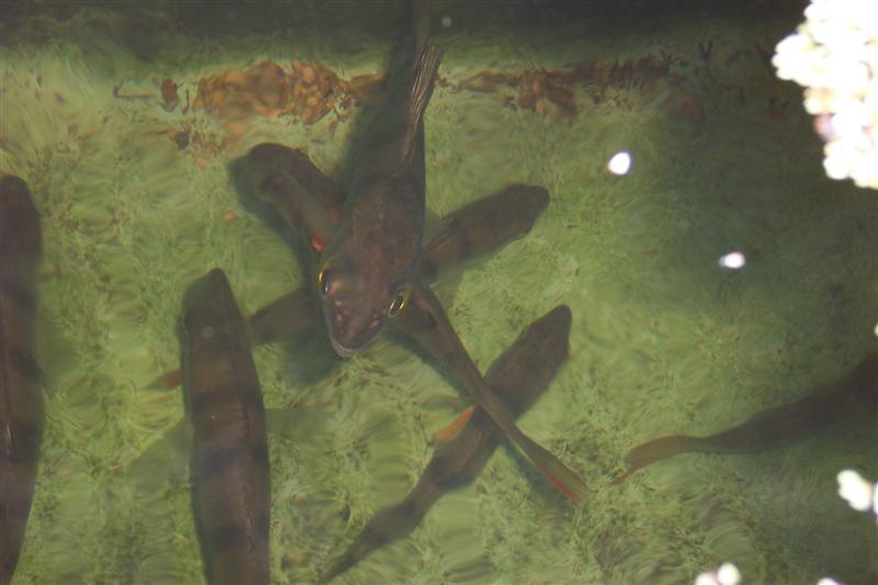 30 redfin so far very happy fishies. (Medium).jpg