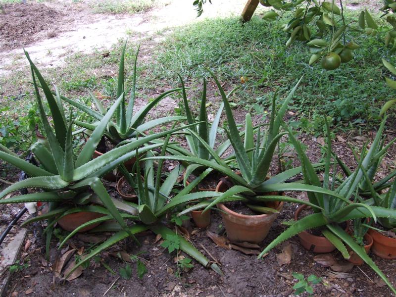 Aloe 1 (Medium).JPG