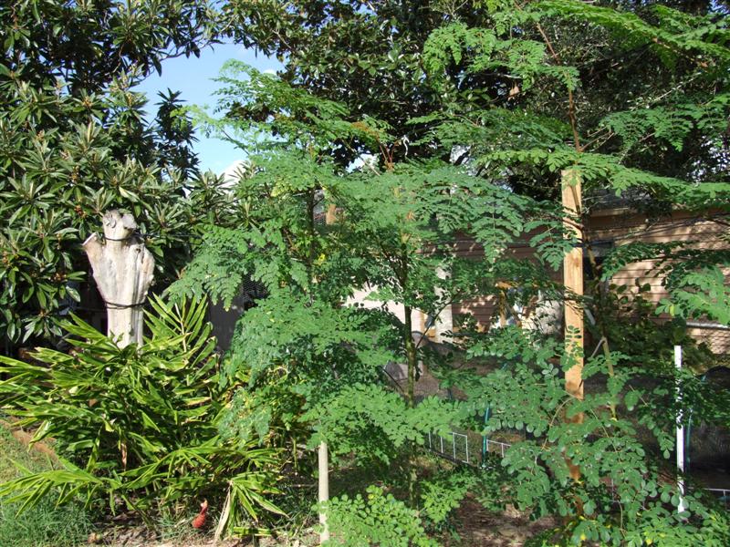 Moringa 3 (Medium).JPG