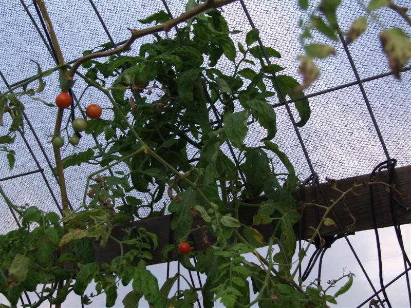 Tomato 3 (Medium).JPG