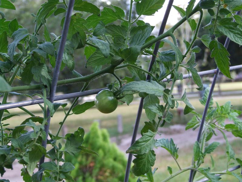 Tomato 2 (Medium).JPG