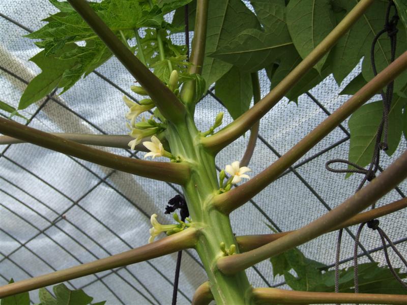 Papaya (Medium).JPG