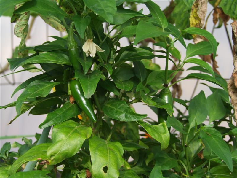 Peppers 3 (Medium).JPG