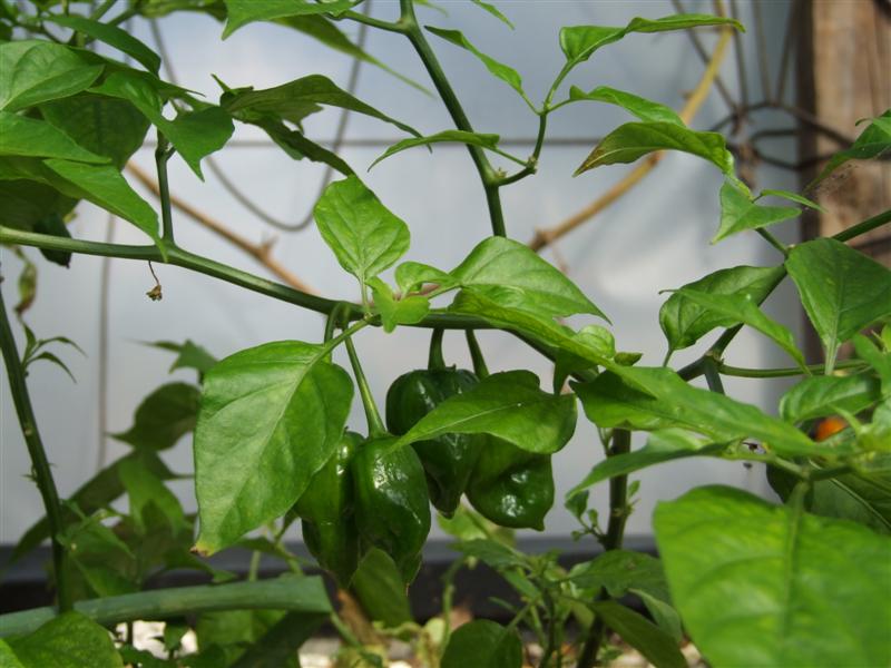 Peppers 2 (Medium).JPG