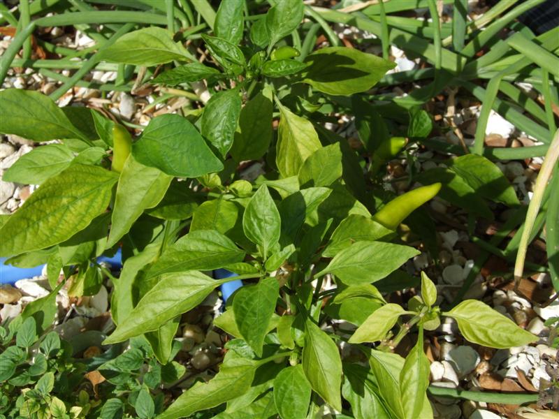 Peppers 1 (Medium).JPG