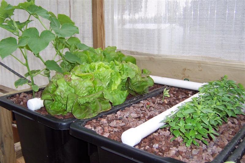 Lebanese cucumber beans just poping up (Medium) (Medium).jpg