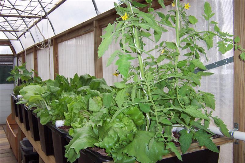 Tomatoes boc choy silver beet & basel (Medium).jpg