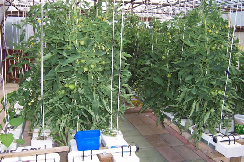 Hydro tomatoes in NFT.jpg