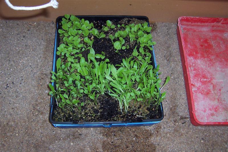 My letuce seedlings. (Medium).jpg