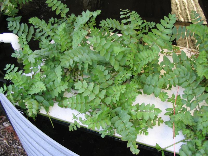 IMG_1958 (Medium).jpg