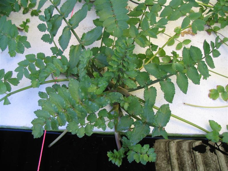 IMG_1956 (Medium).jpg