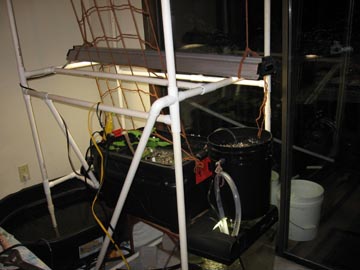 Aquaponics setup.jpg
