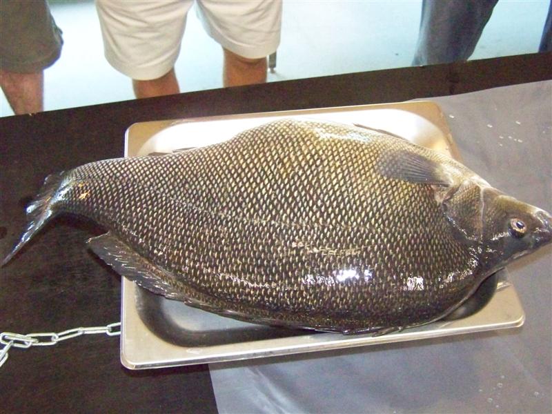 100_1731 (Medium).JPG