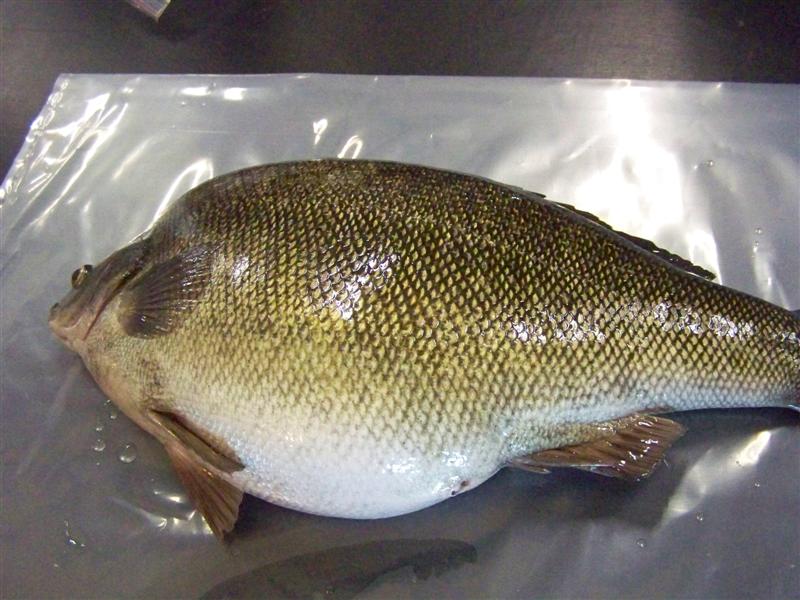 100_1737 (Medium).JPG