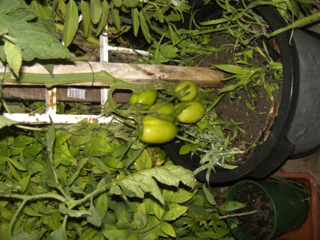 CIMG1112 [640x480].JPG