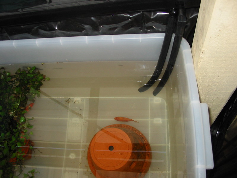 Motley the Comet.jpg