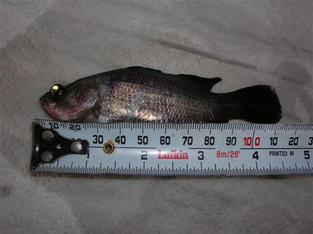 woops sorry dude.JPG