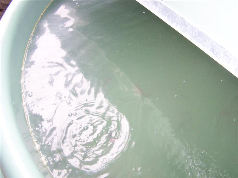 100_1869 (Medium).JPG