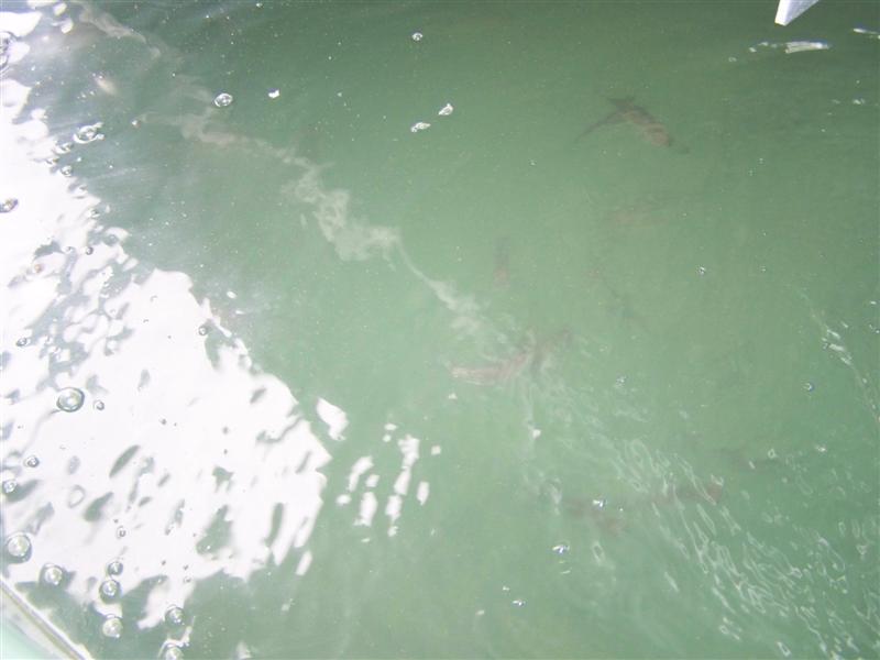 100_1870 (Medium).JPG