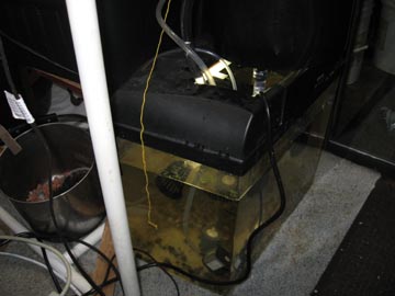 Aquarium & 19 ltr bucket.jpg